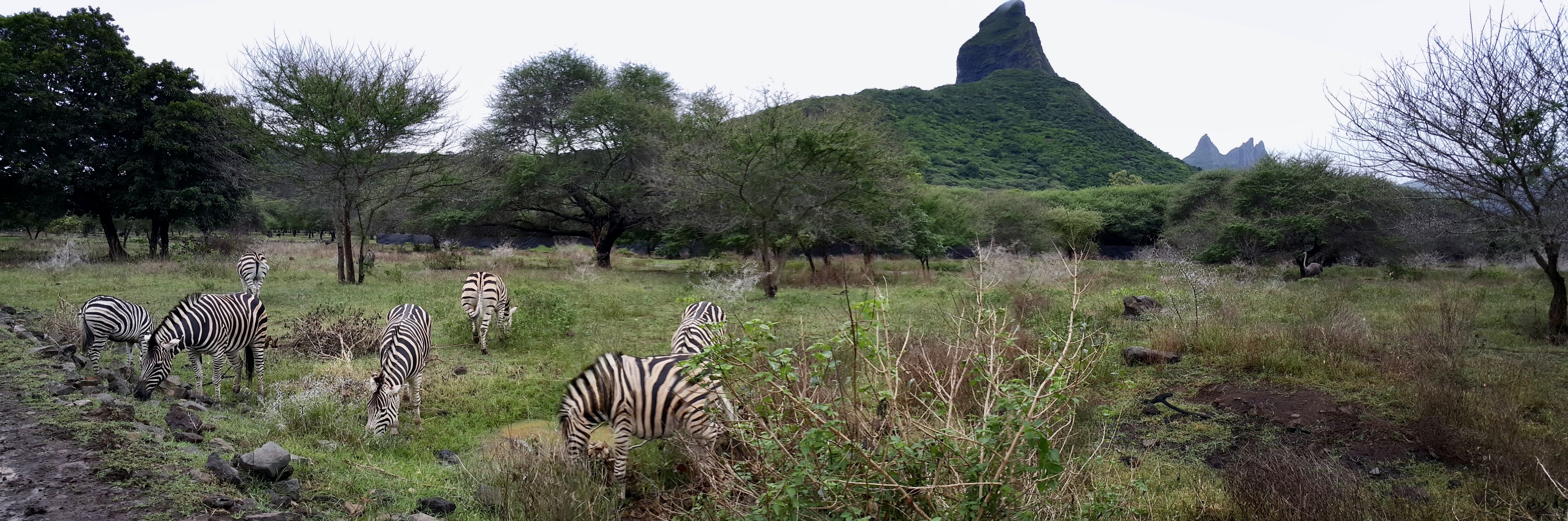 Zebras grazing at Casela Nature Parks near Flic en Flac, Mauritius