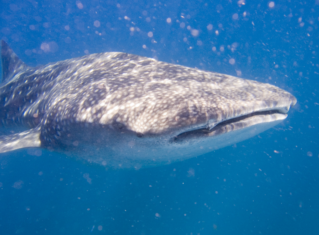 Whale shark near Tofo, Mozambique