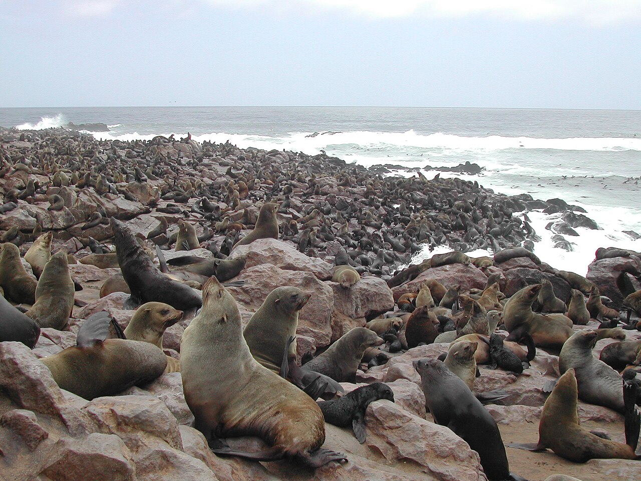 Cape fur seal colony at Cape Cross, Namibia