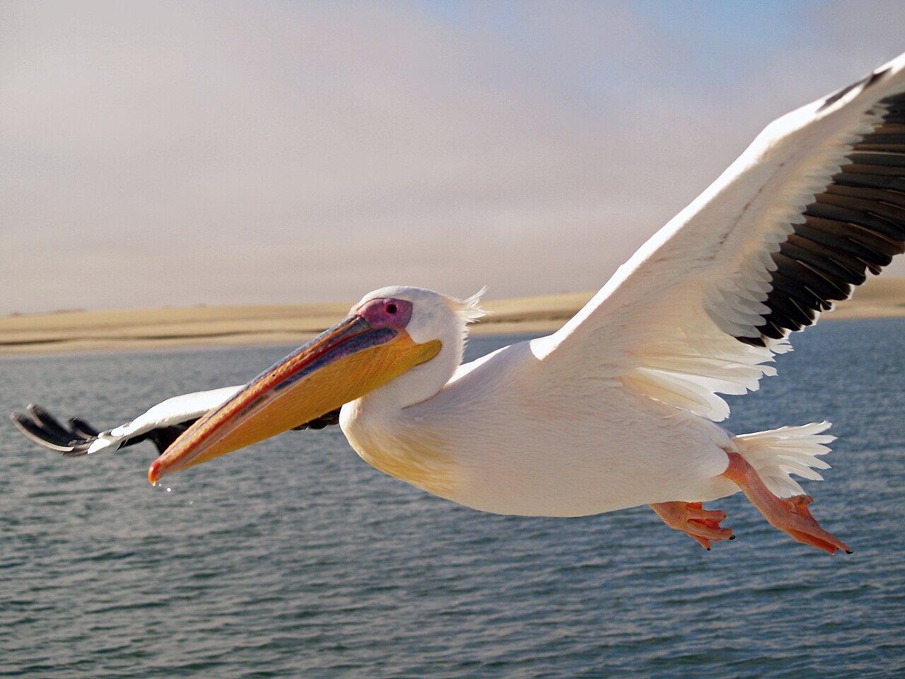 Pelicans at Walvis Bay Lagoon, Namibia