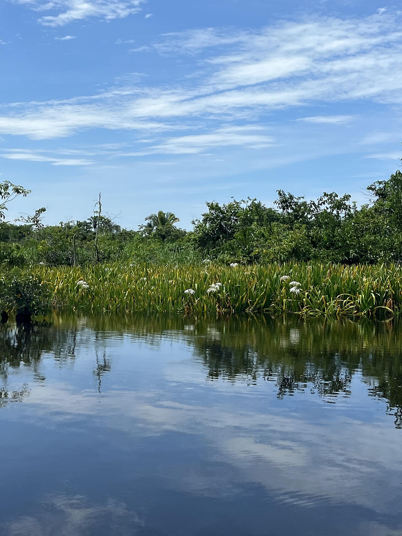 Boat tour on the La Tovara mangrove waterway