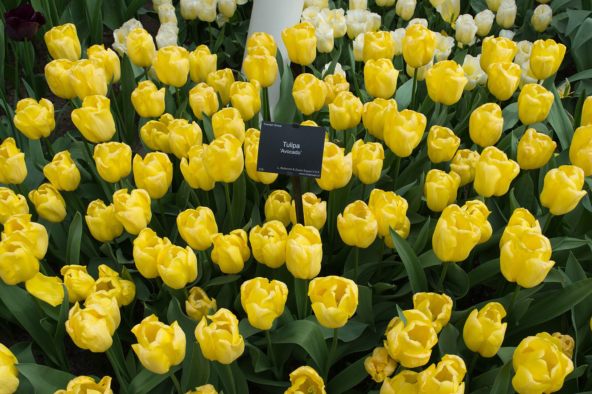 Keukenhof Gardens tulips, Netherlands