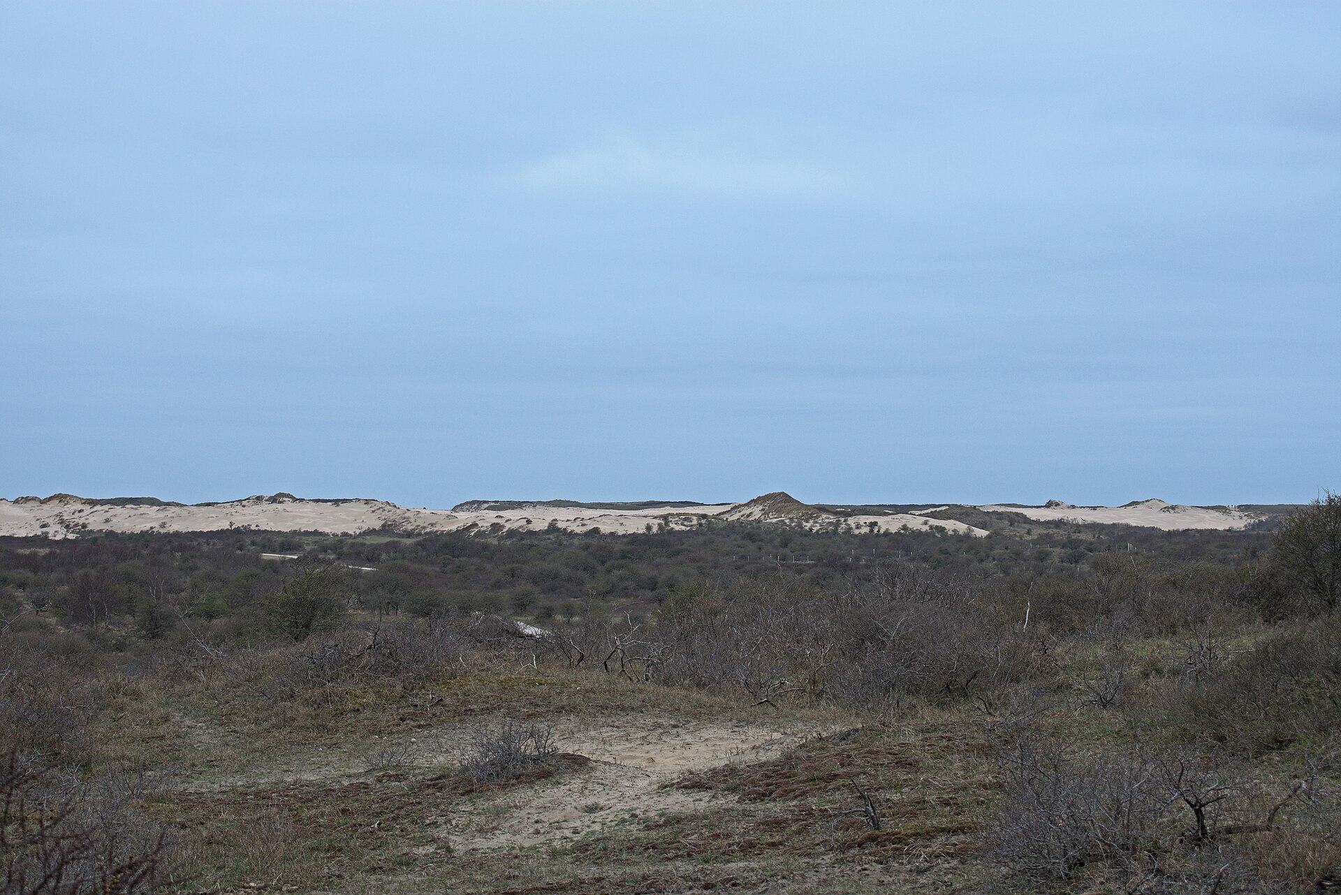 Zuid-Kennemerland National Park dunes, Netherlands