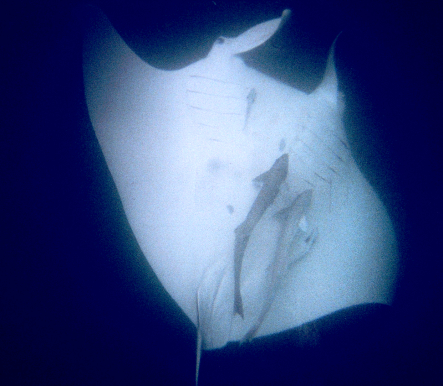 Manta ray, Western Australia, Australia