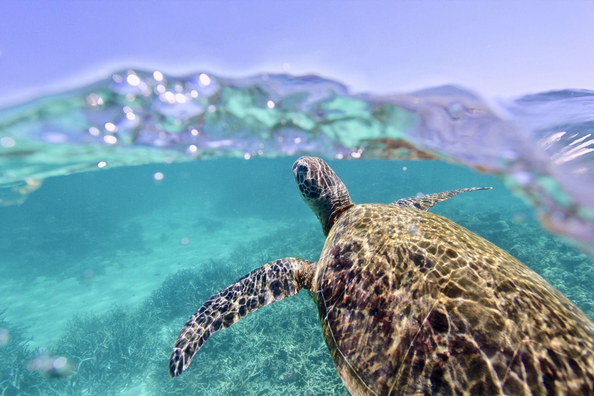 Green sea turtle, Ningaloo Reef, Western Australia, Australia
