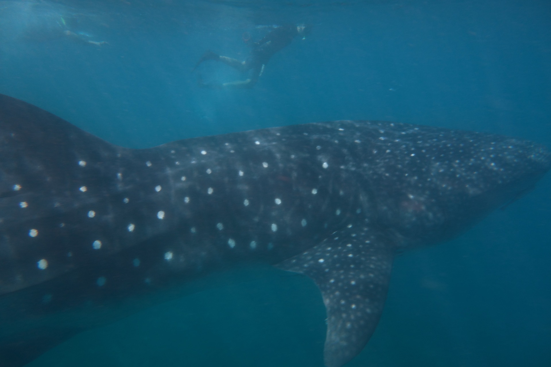 Whale shark (Rhincodon typus) at Ningaloo Reef, Western Australia, Australia