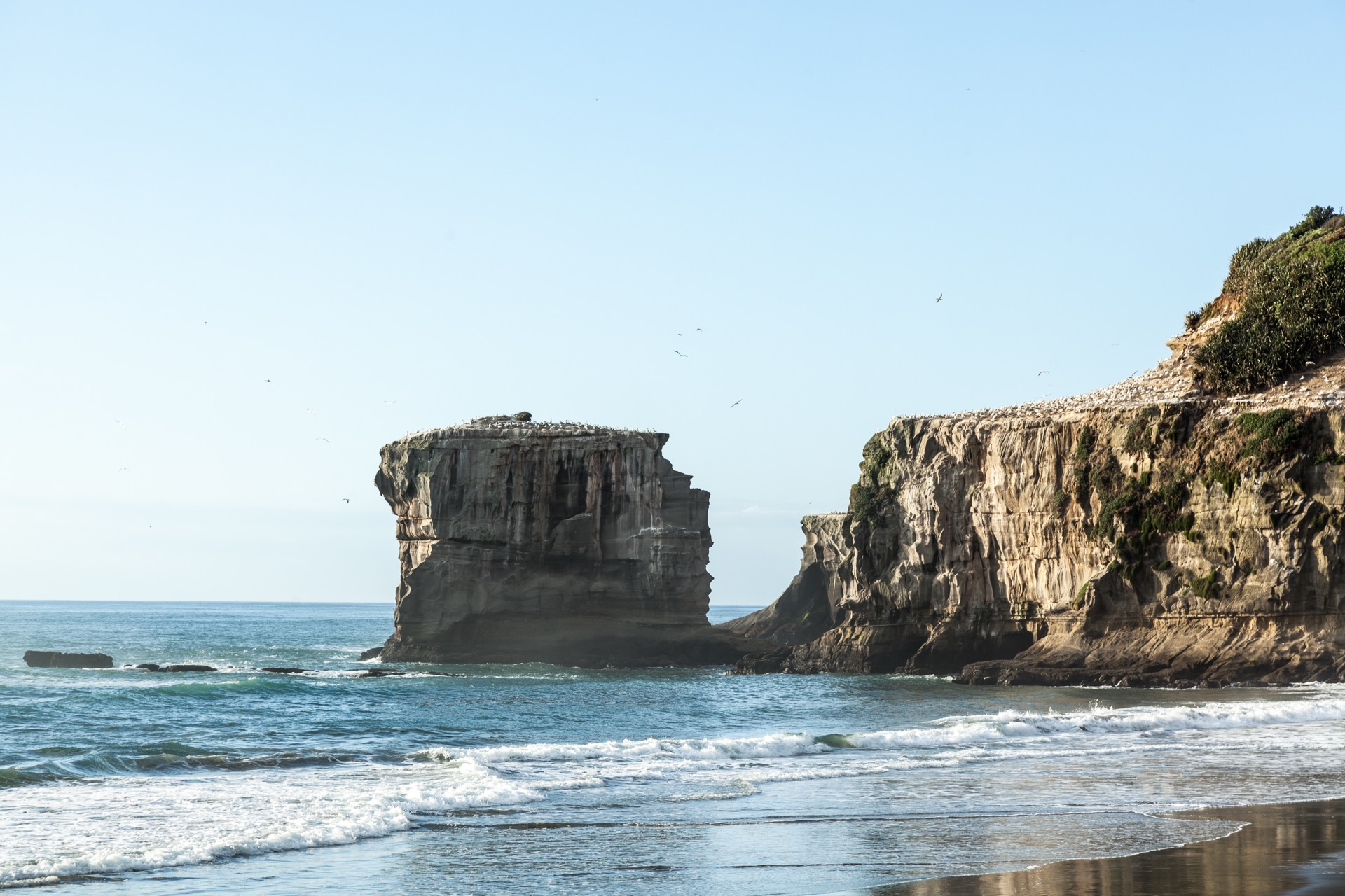 Australasian gannet colony at Otakamiro Point, Muriwai, New Zealand