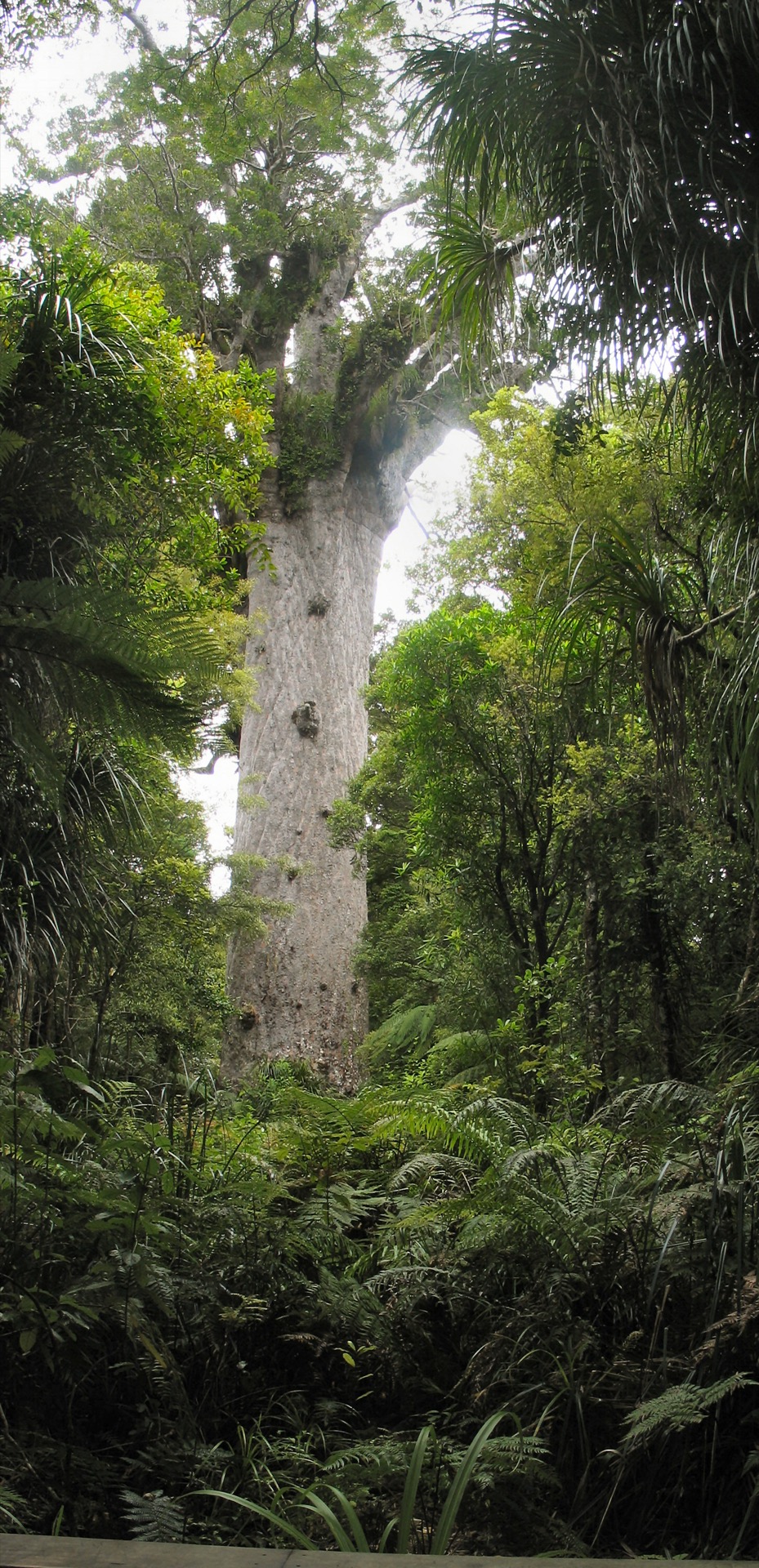 Tāne Mahuta, New Zealand's largest kauri tree, Waipoua Forest