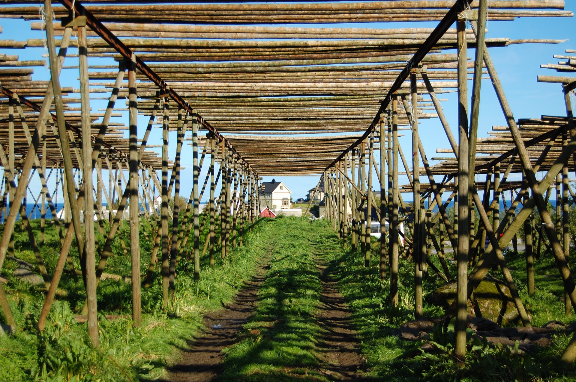 Traditional wooden stockfish drying racks in Lofoten, Norway