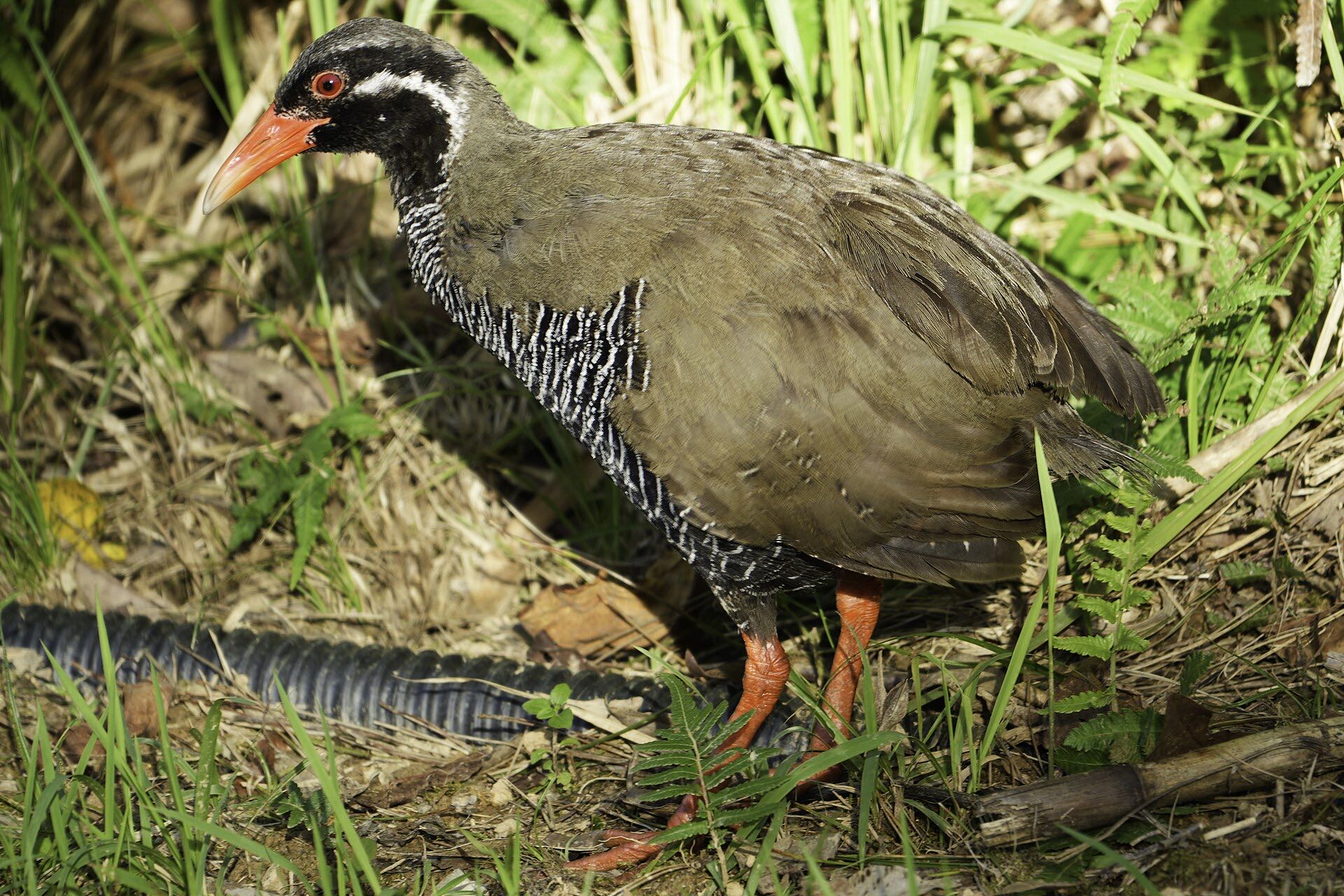 An Okinawa rail, the flightless bird endemic to Yanbaru National Park, northern Okinawa, Japan