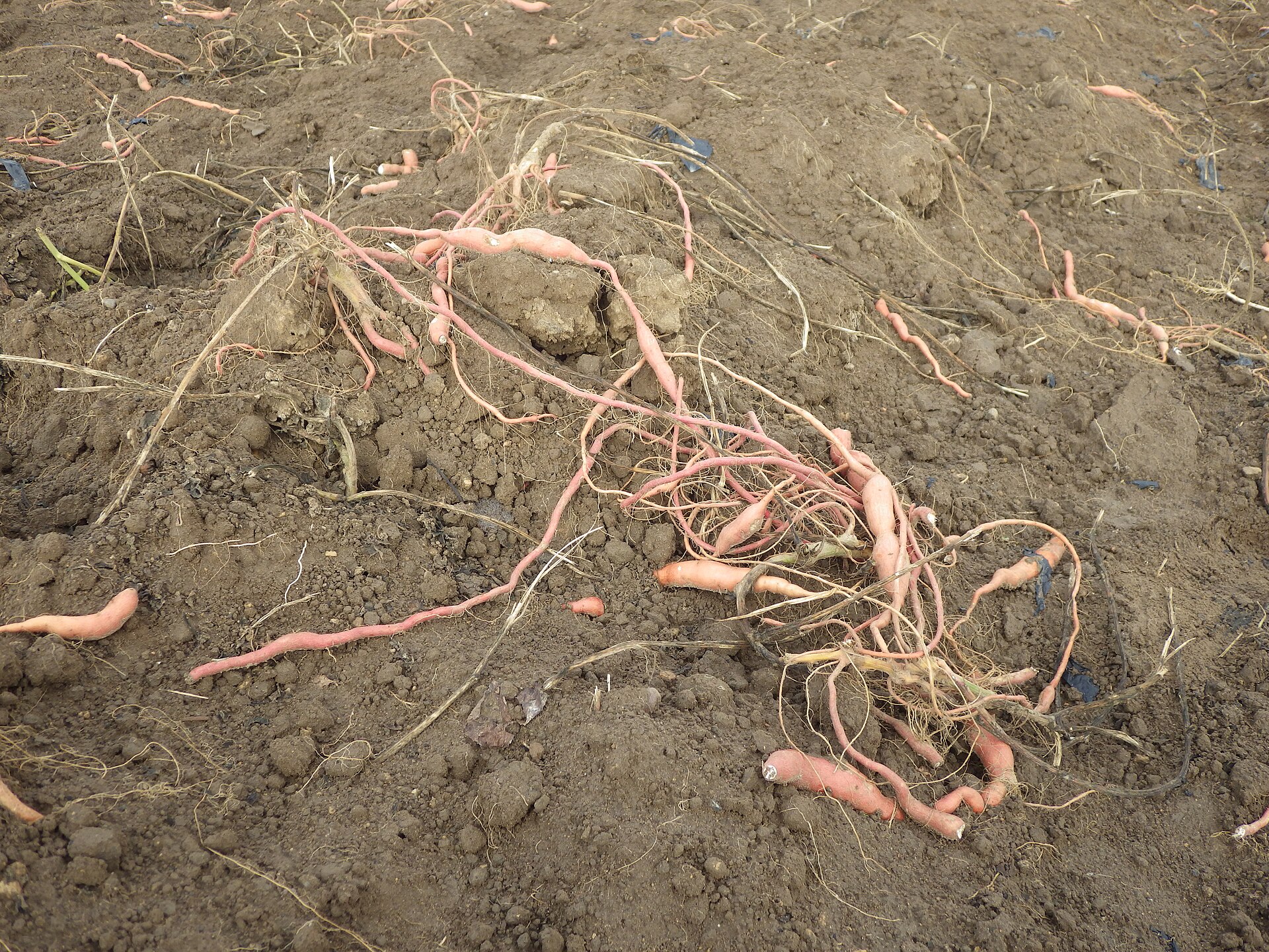 Sweet potato harvest field
