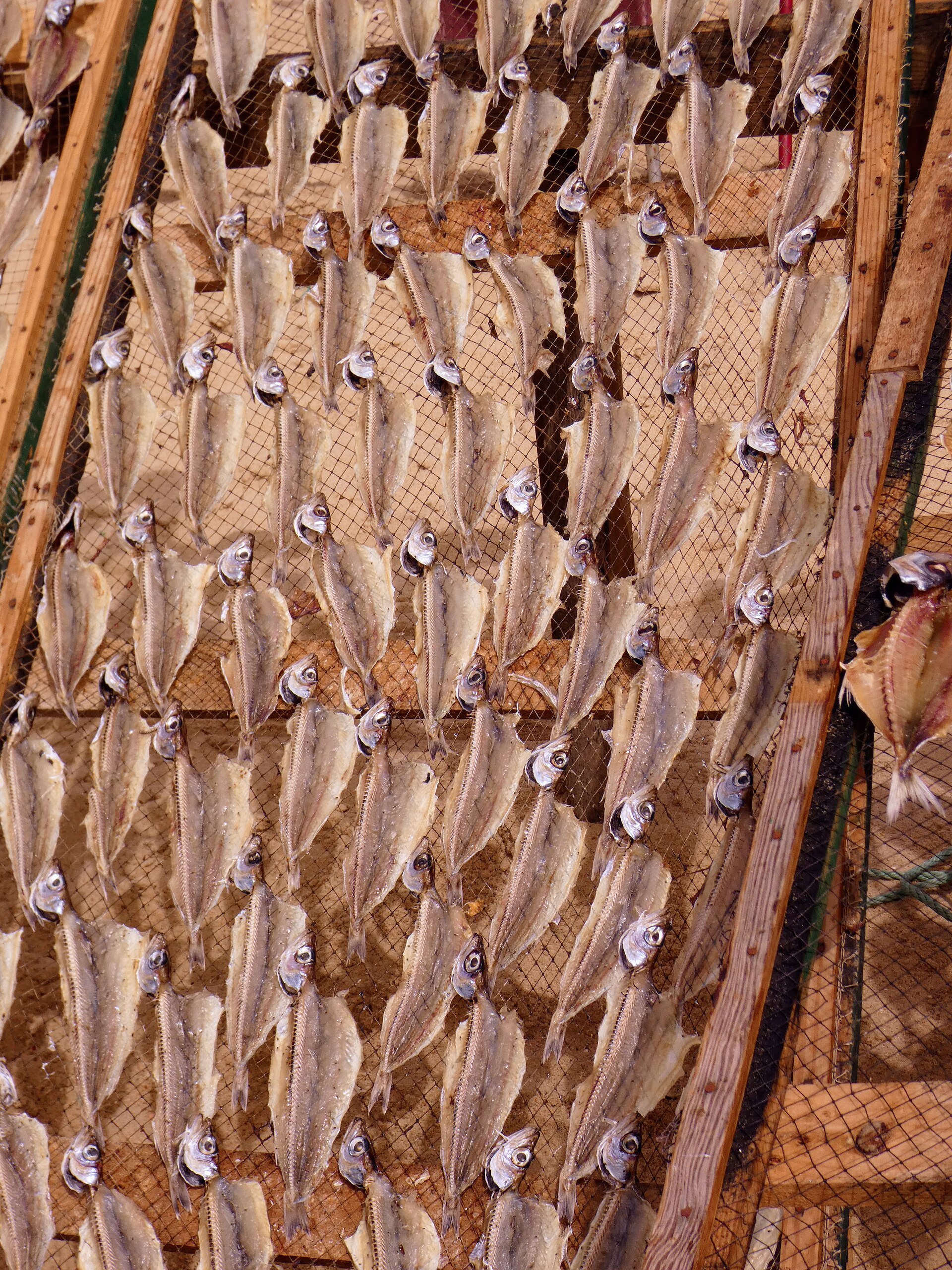Dried fish on racks, Nazaré beach