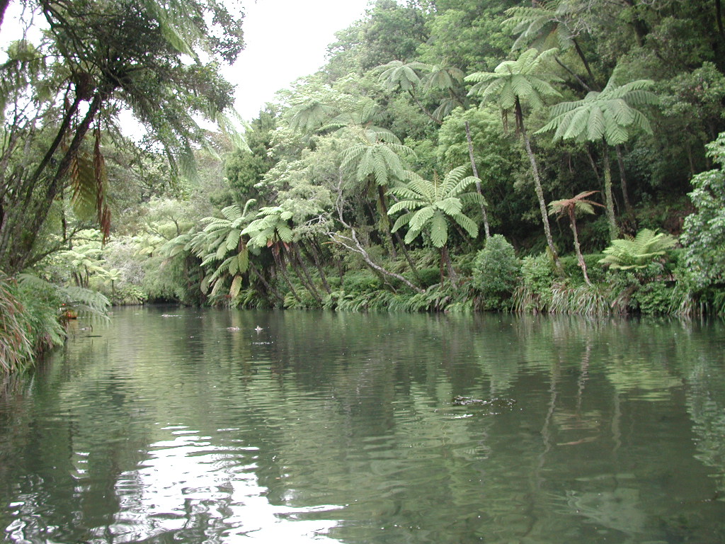 Lake in Pukekura Park, New Plymouth, New Zealand