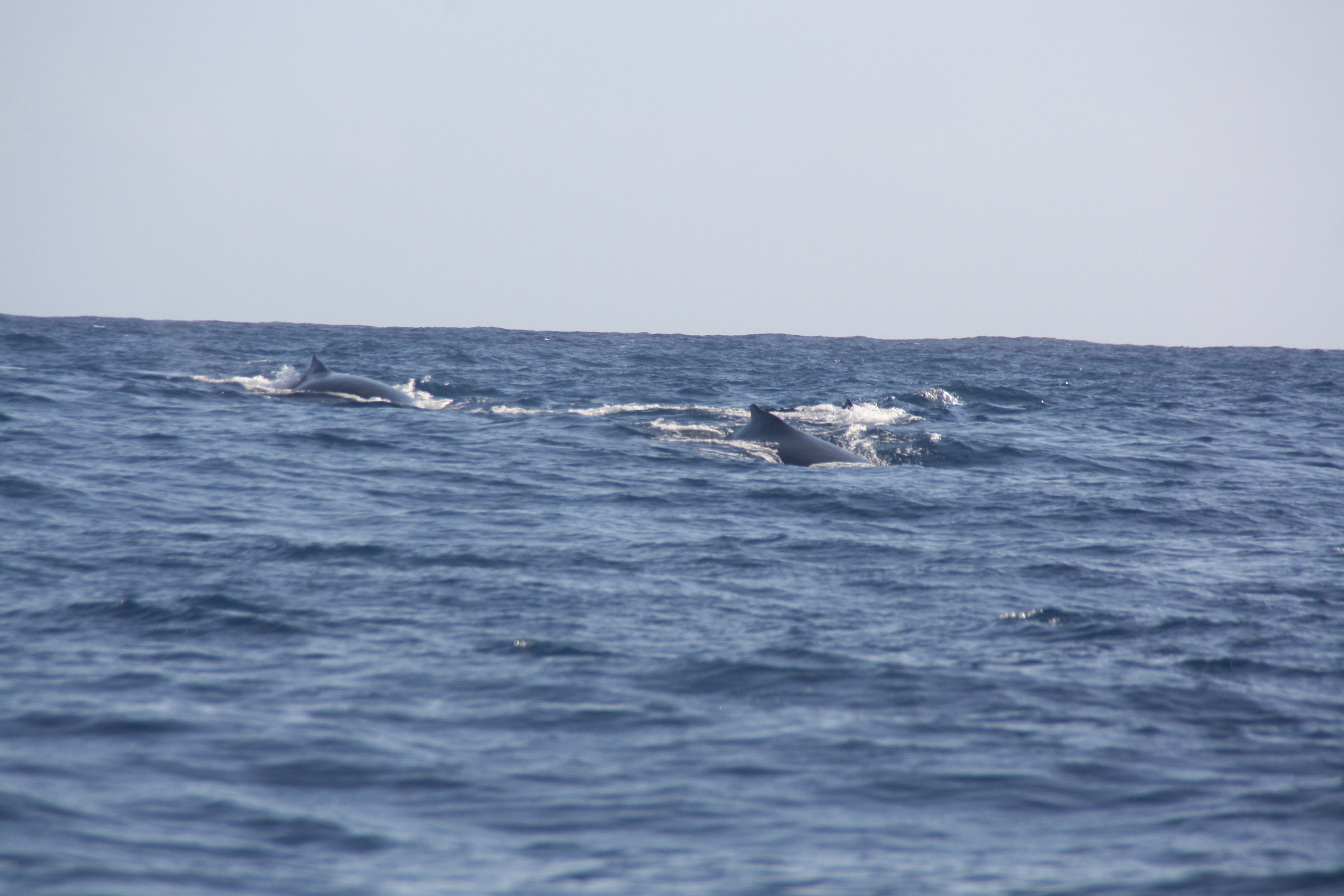 A humpback whale off Réunion Island, where the species comes to calve