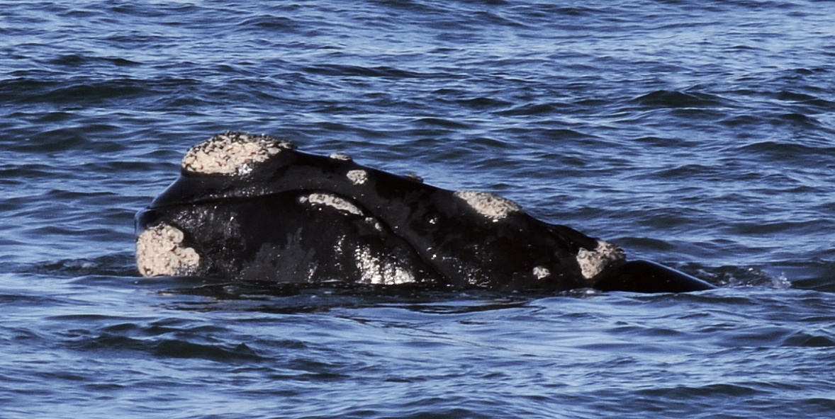 A southern right whale off Morro das Pedras, Florianópolis, Santa Catarina, Brazil