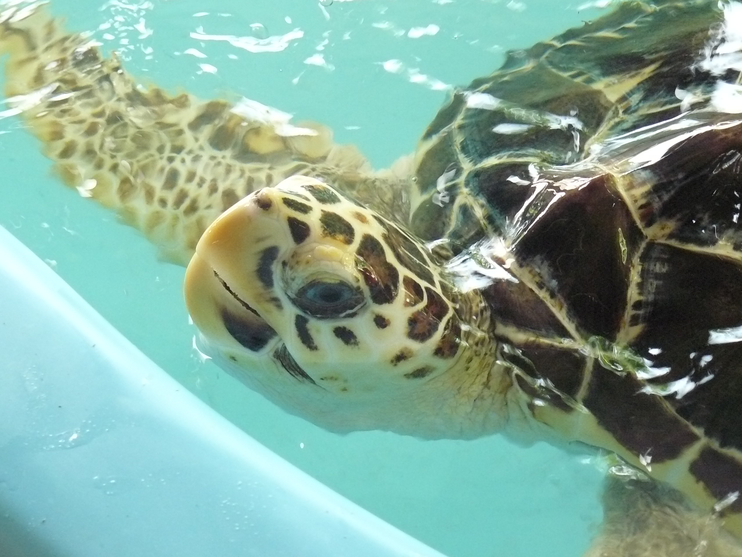 Sea turtle at the Projeto Tamar conservation center in Ubatuba