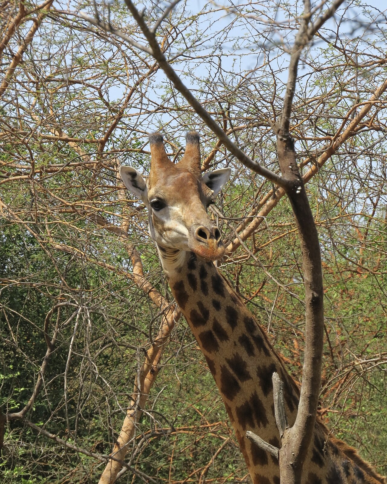 Giraffe at Bandia Wildlife Reserve near Dakar, Senegal