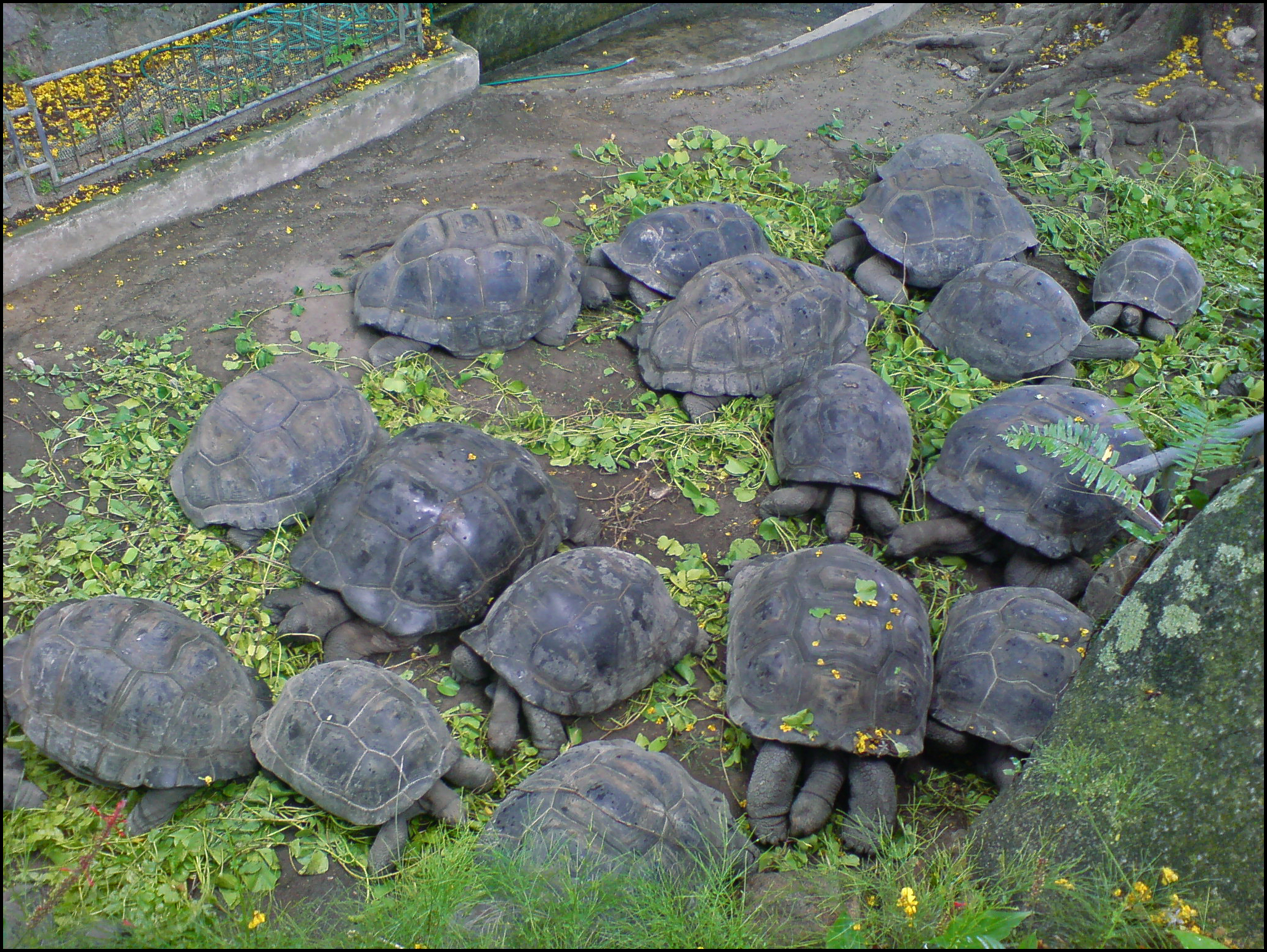 Aldabra giant tortoises at the Seychelles National Botanical Gardens on Mahé island