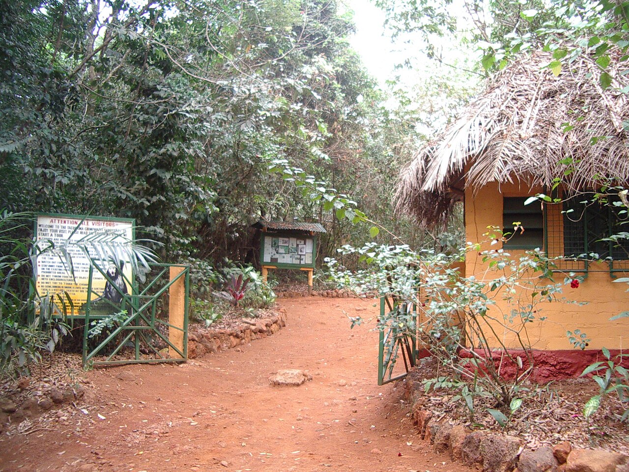 Tacugama Chimpanzee Sanctuary, Sierra Leone