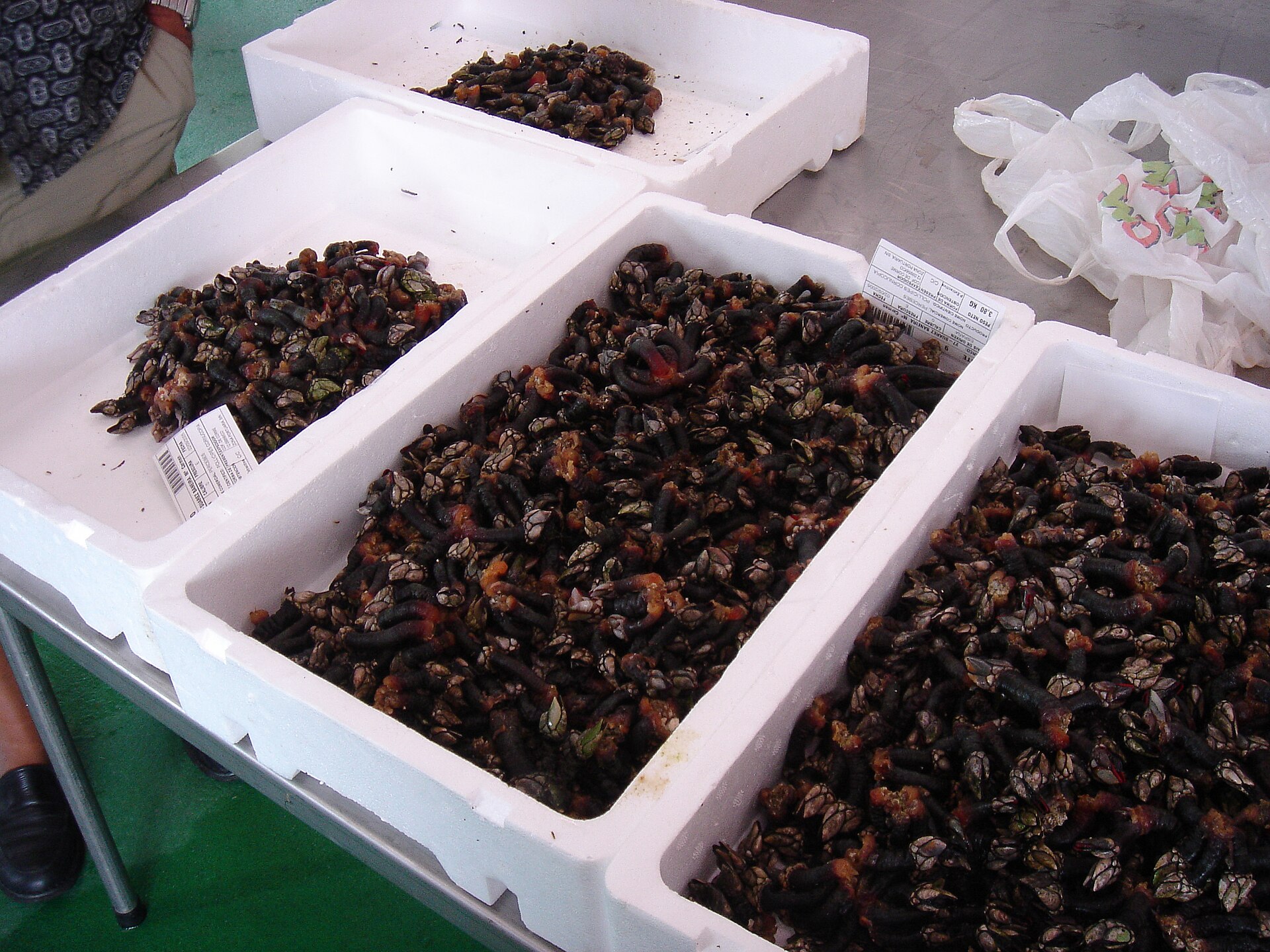 Percebes (goose barnacles), Roncudo, Galicia