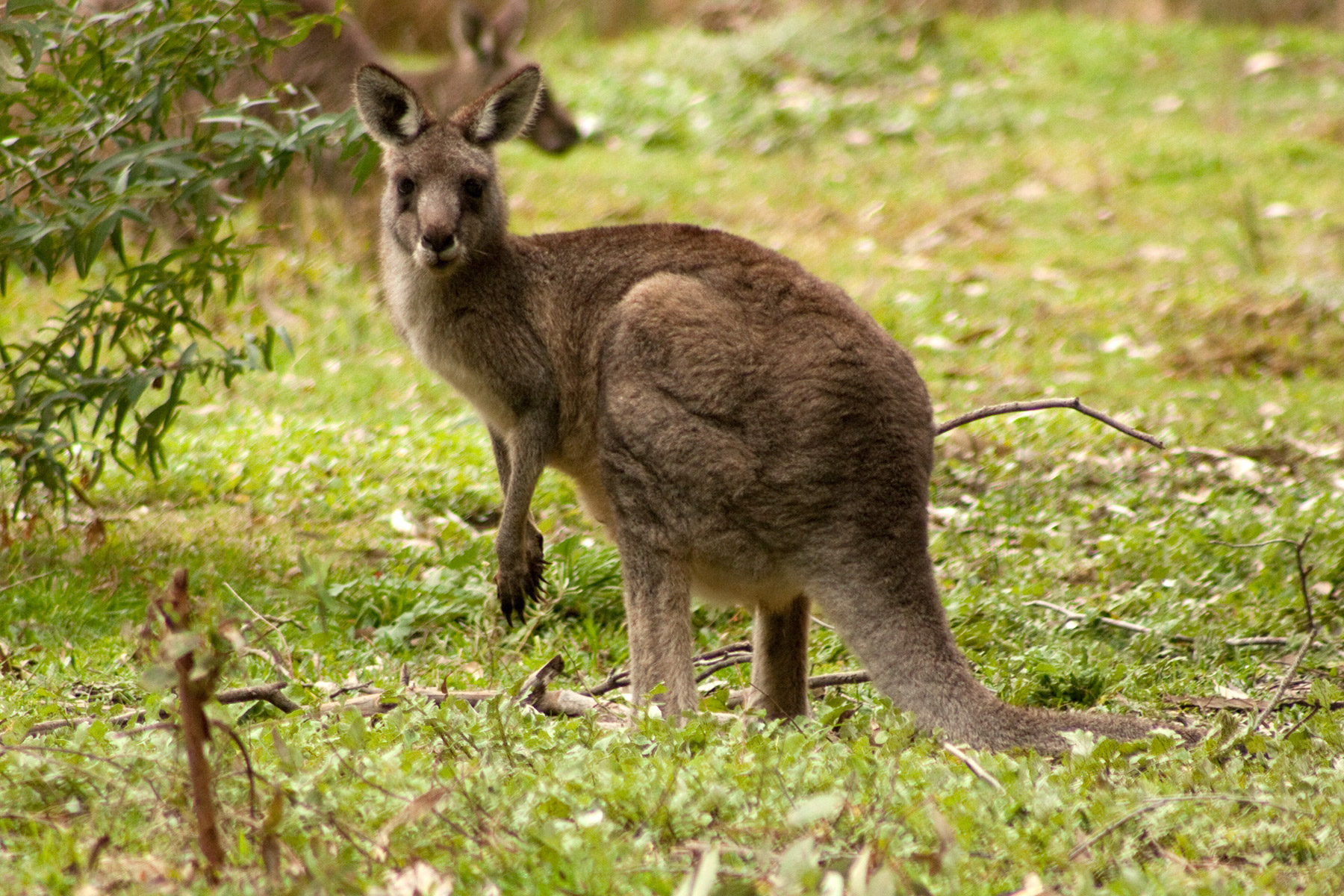 Eastern grey kangaroo, Victoria, Australia