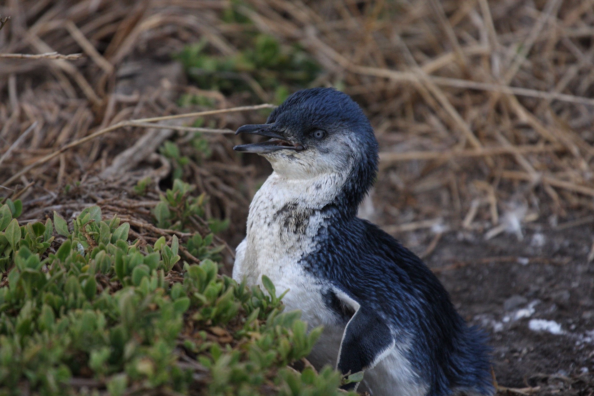 Little penguin (Eudyptula minor), Phillip Island, Victoria, Australia