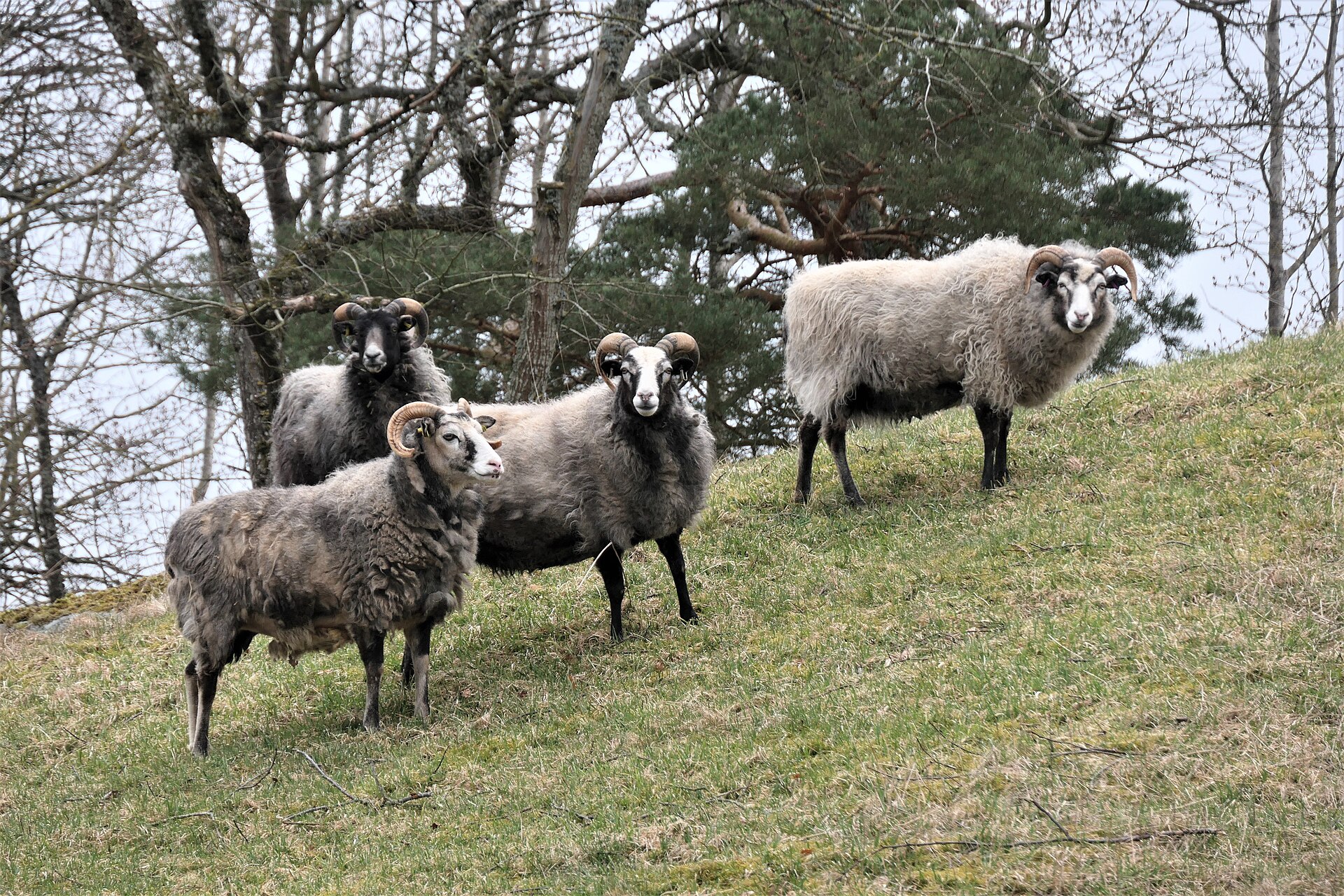 Gute sheep grazing on Gotland, Sweden