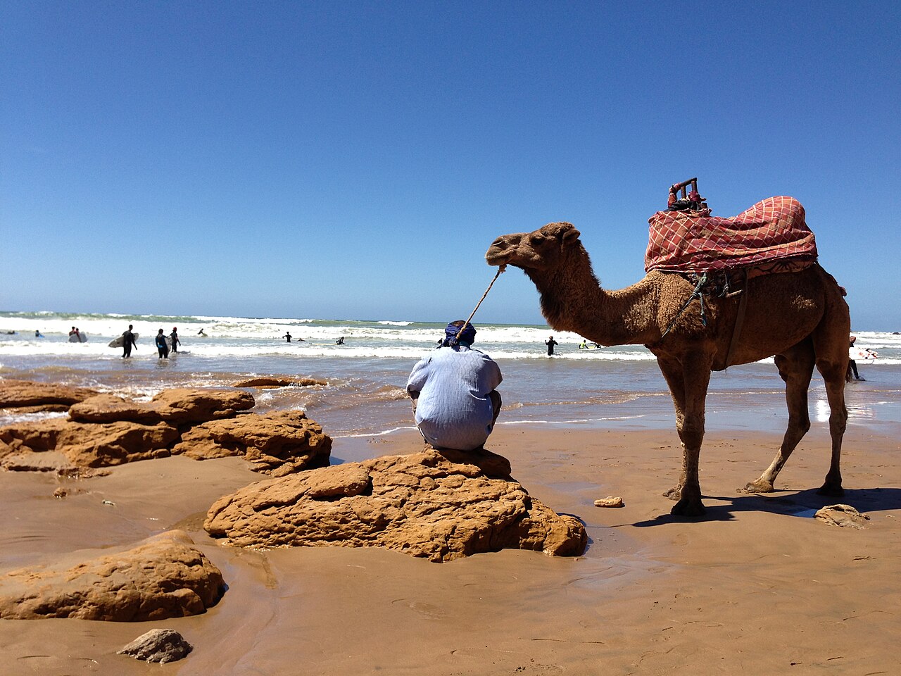 Camel on the beach at Taghazout