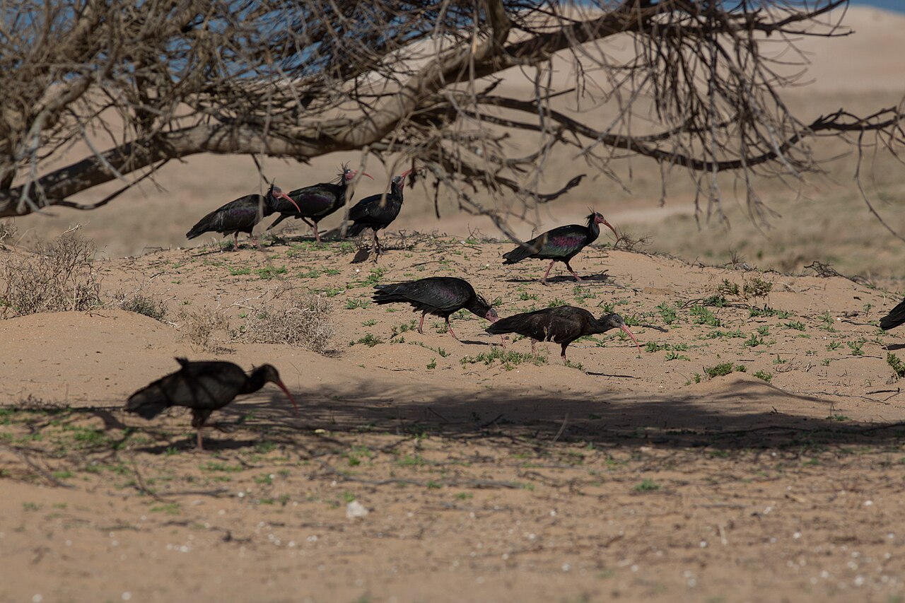 Northern bald ibis in Souss-Massa National Park