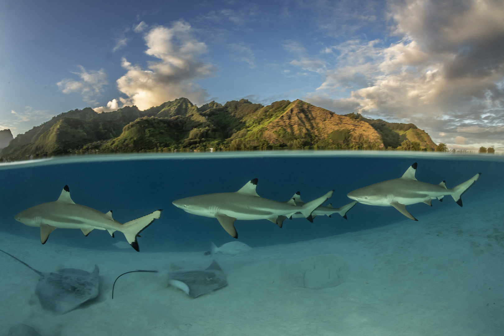 Blacktip reef sharks in the shallows off Moorea, French Polynesia