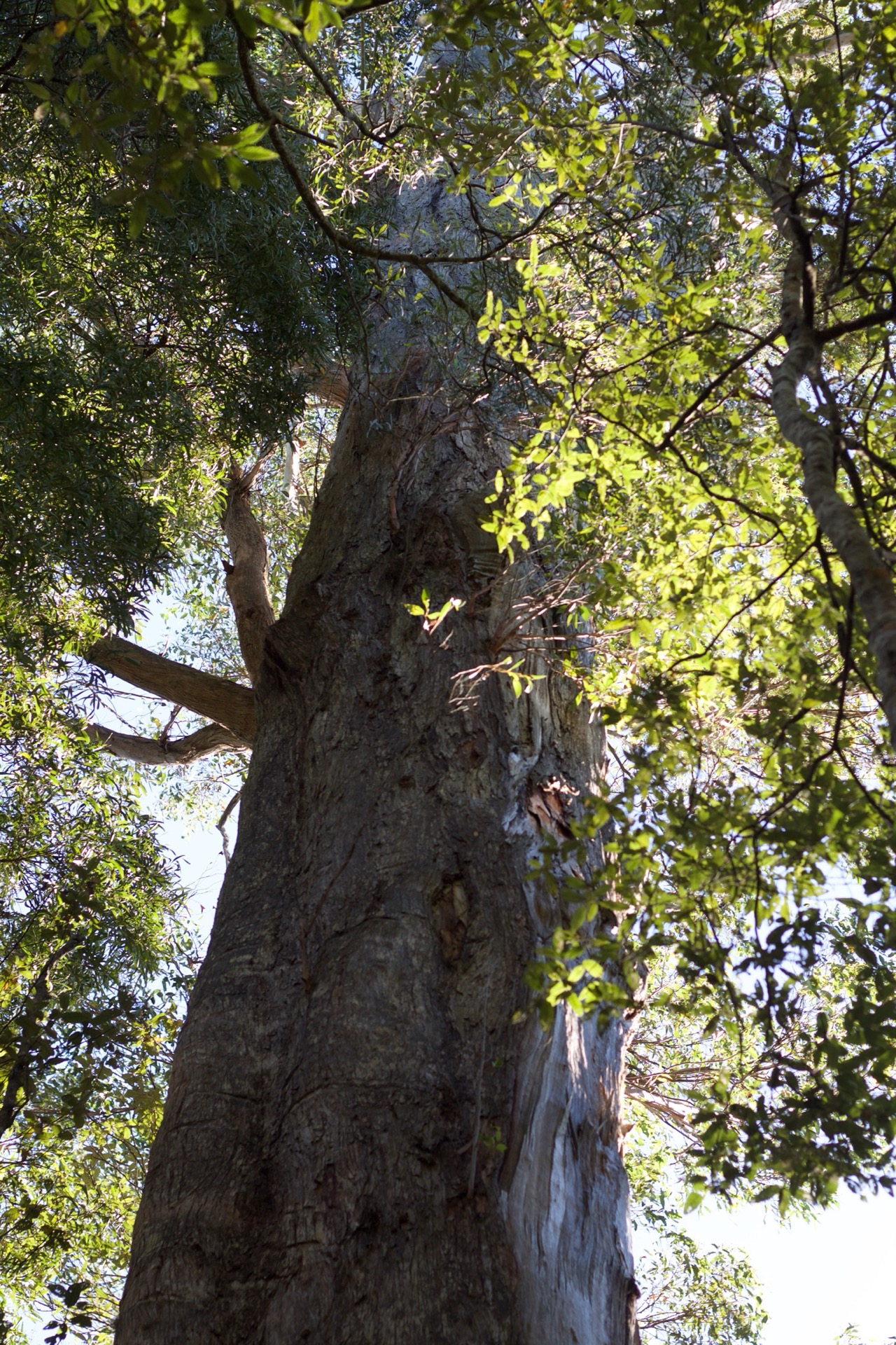 Rainforest in the Tarkine, near Marrawah, Tasmania, Australia