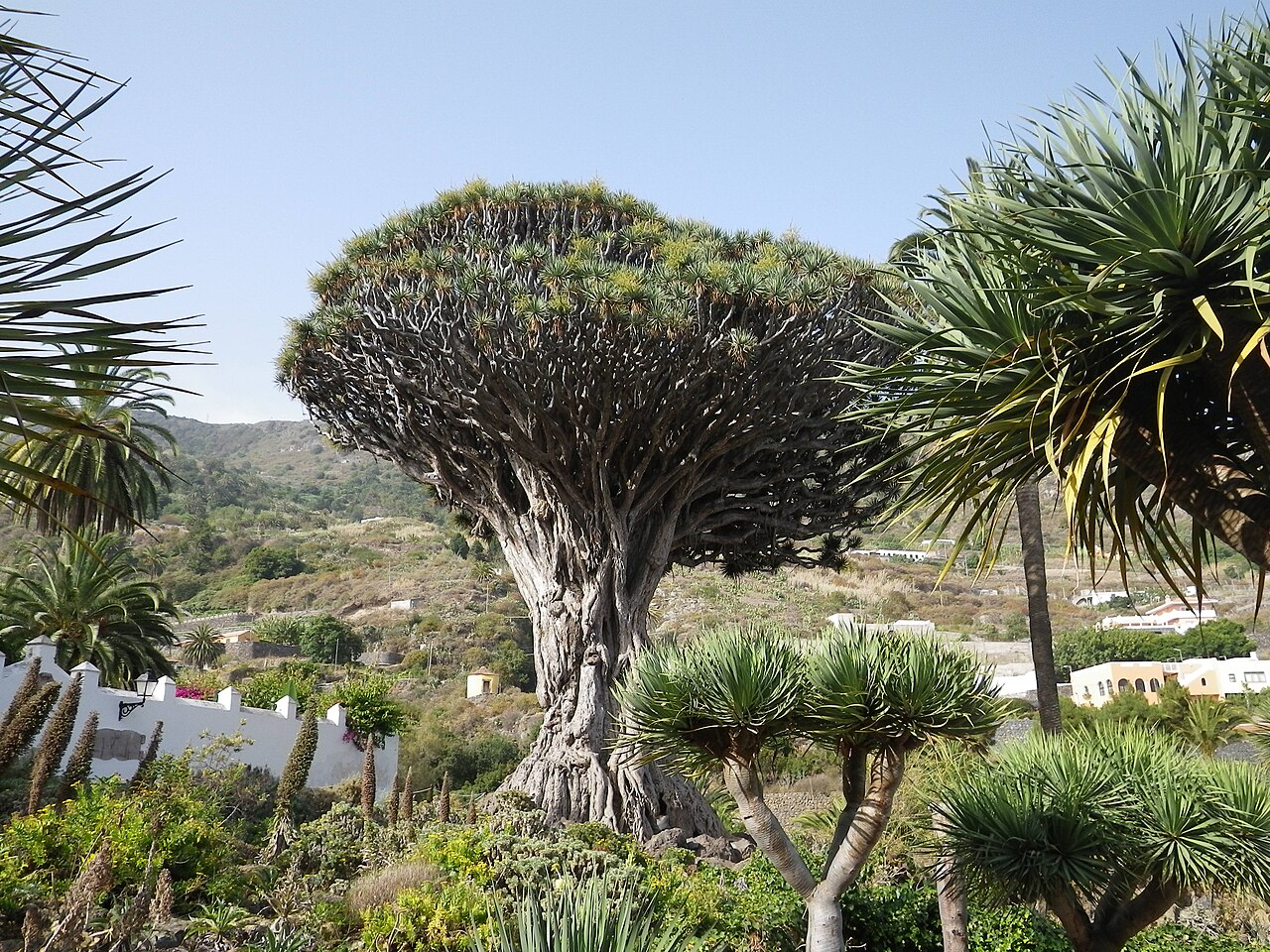 El Drago Milenario dragon tree, Icod de los Vinos, Tenerife