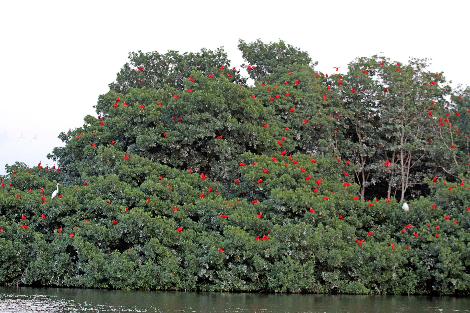 Scarlet ibis roosting, Caroni Bird Sanctuary, Trinidad