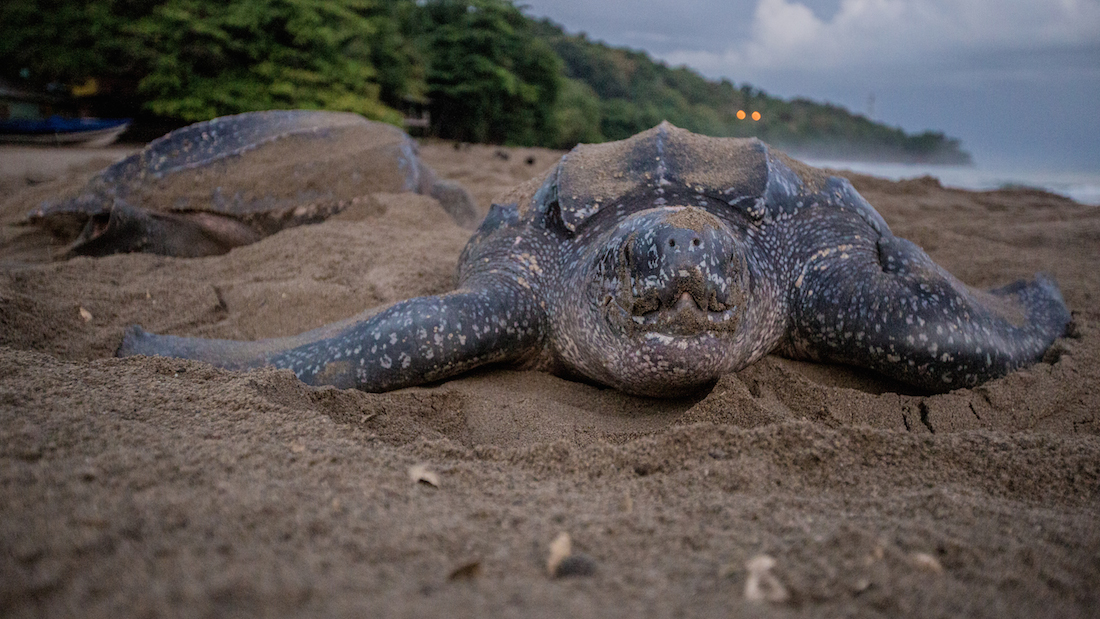 Leatherback turtle nesting at Grande Riviere, Trinidad
