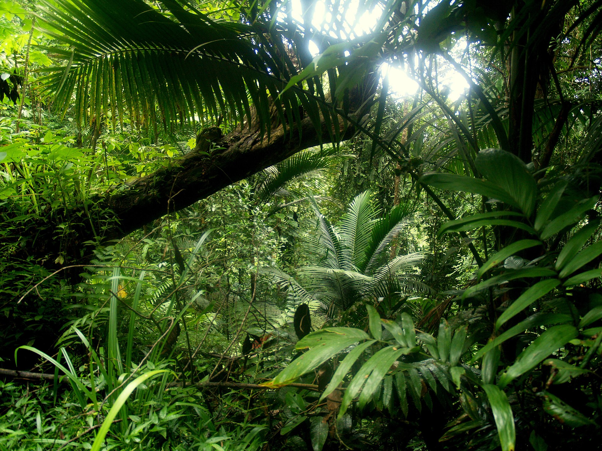 Gilpin Trace, Main Ridge Forest Reserve, Tobago