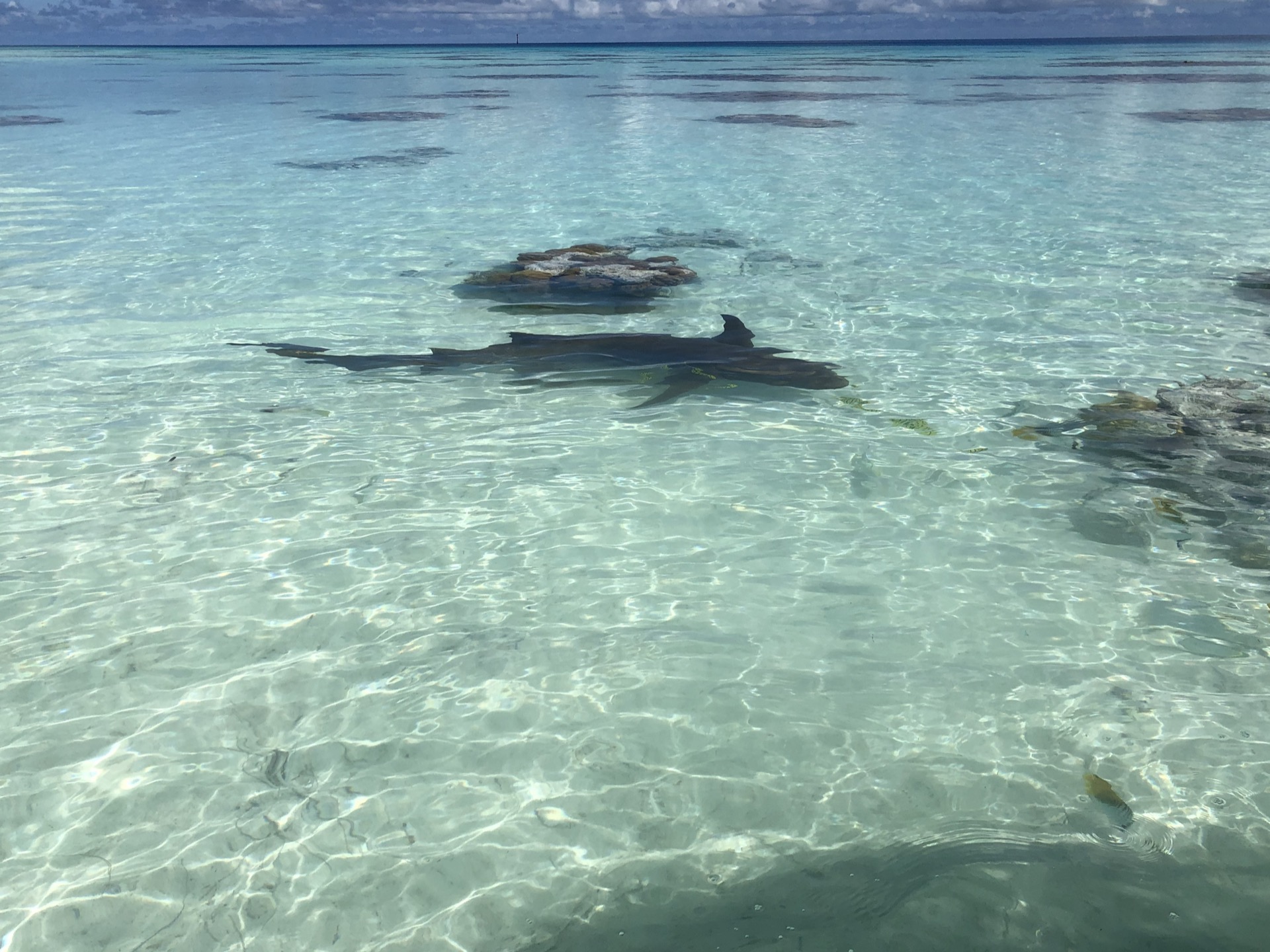 Reef shark in the waters off Fakarava, French Polynesia