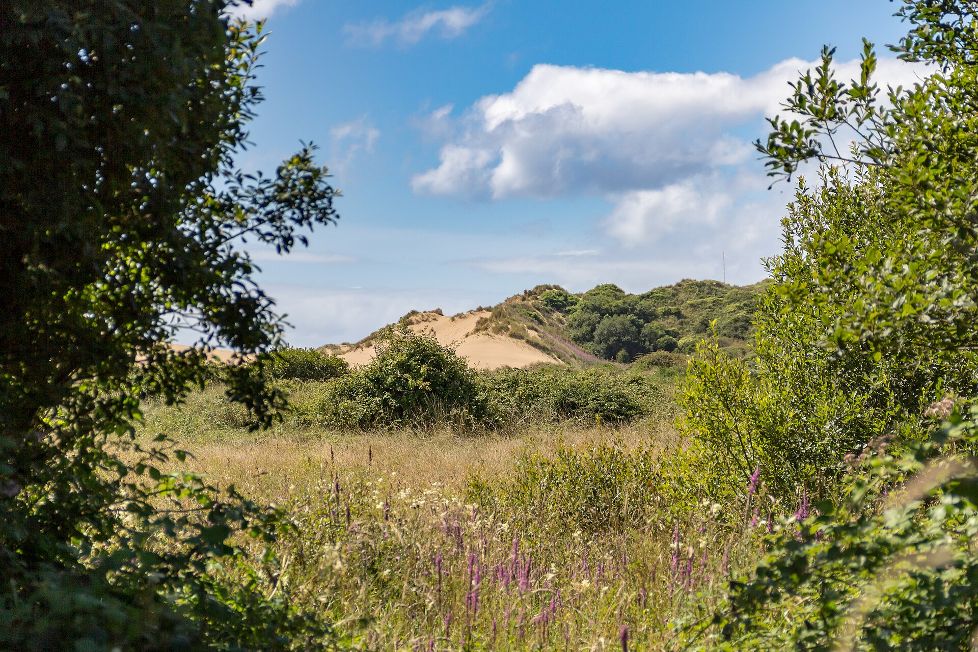 Braunton Burrows sand dunes