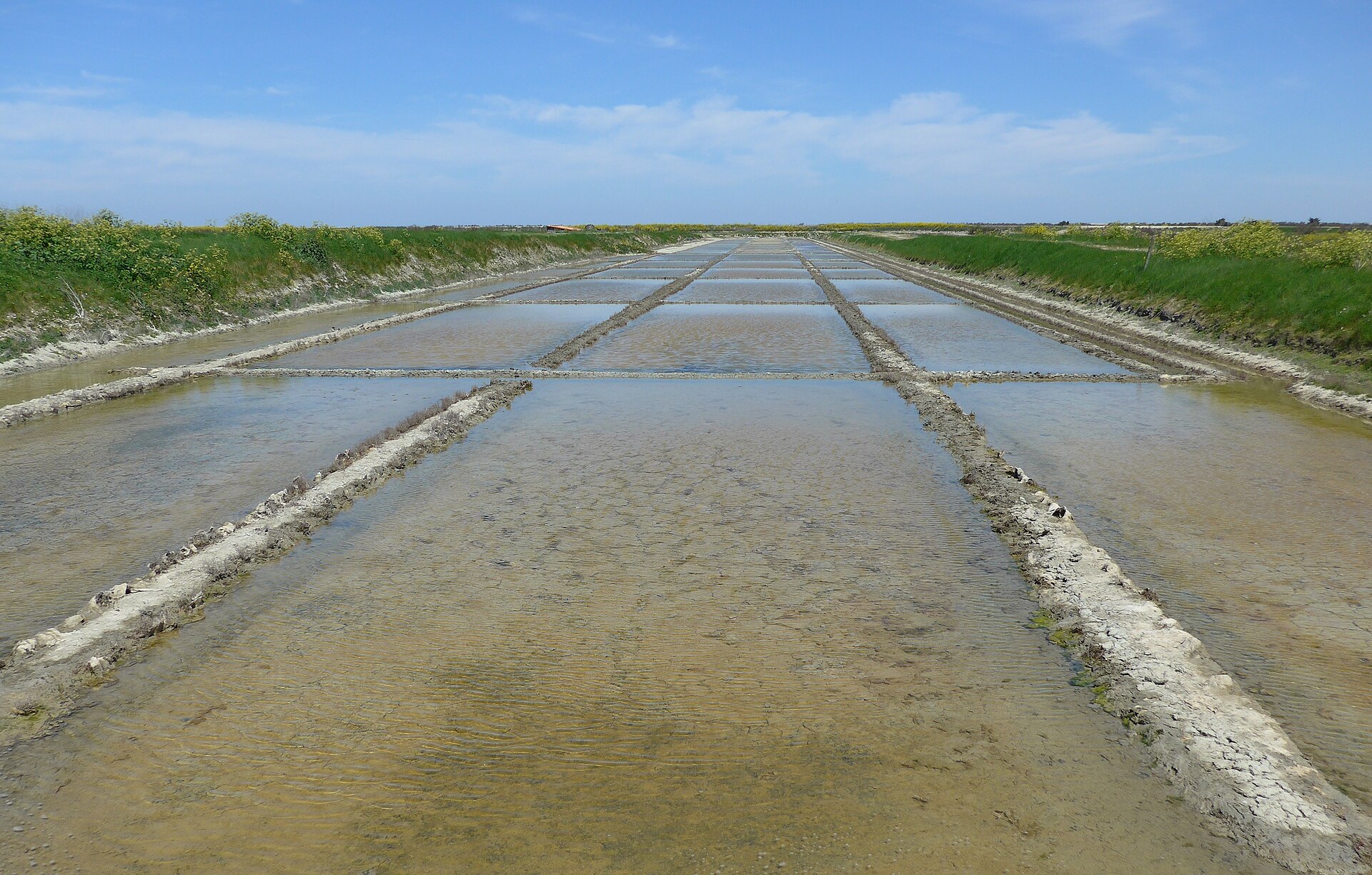 Salt marshes, Île de Ré