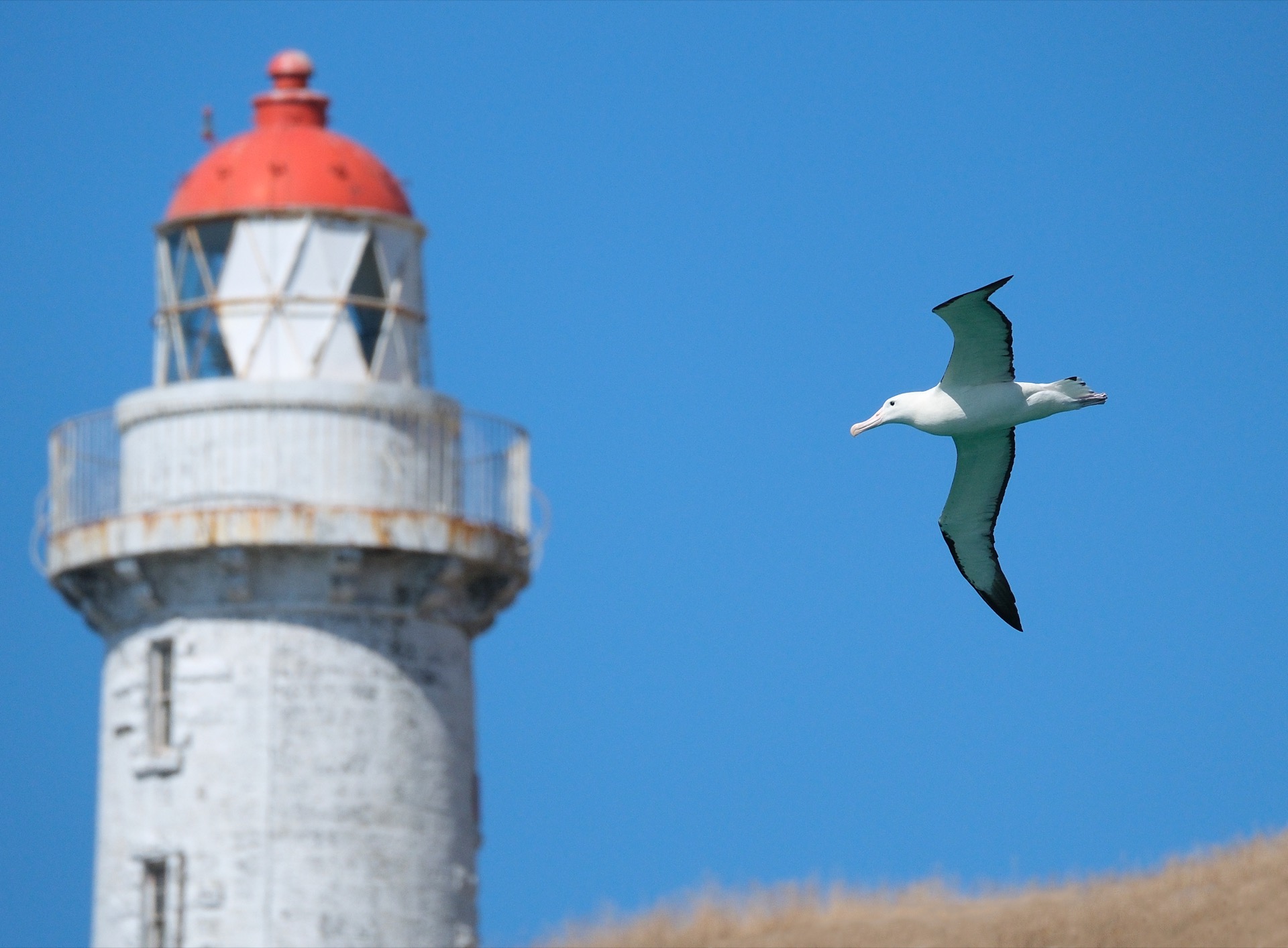 Northern royal albatross flying in front of the lighthouse at Taiaroa Head, Otago Peninsula, New Zealand