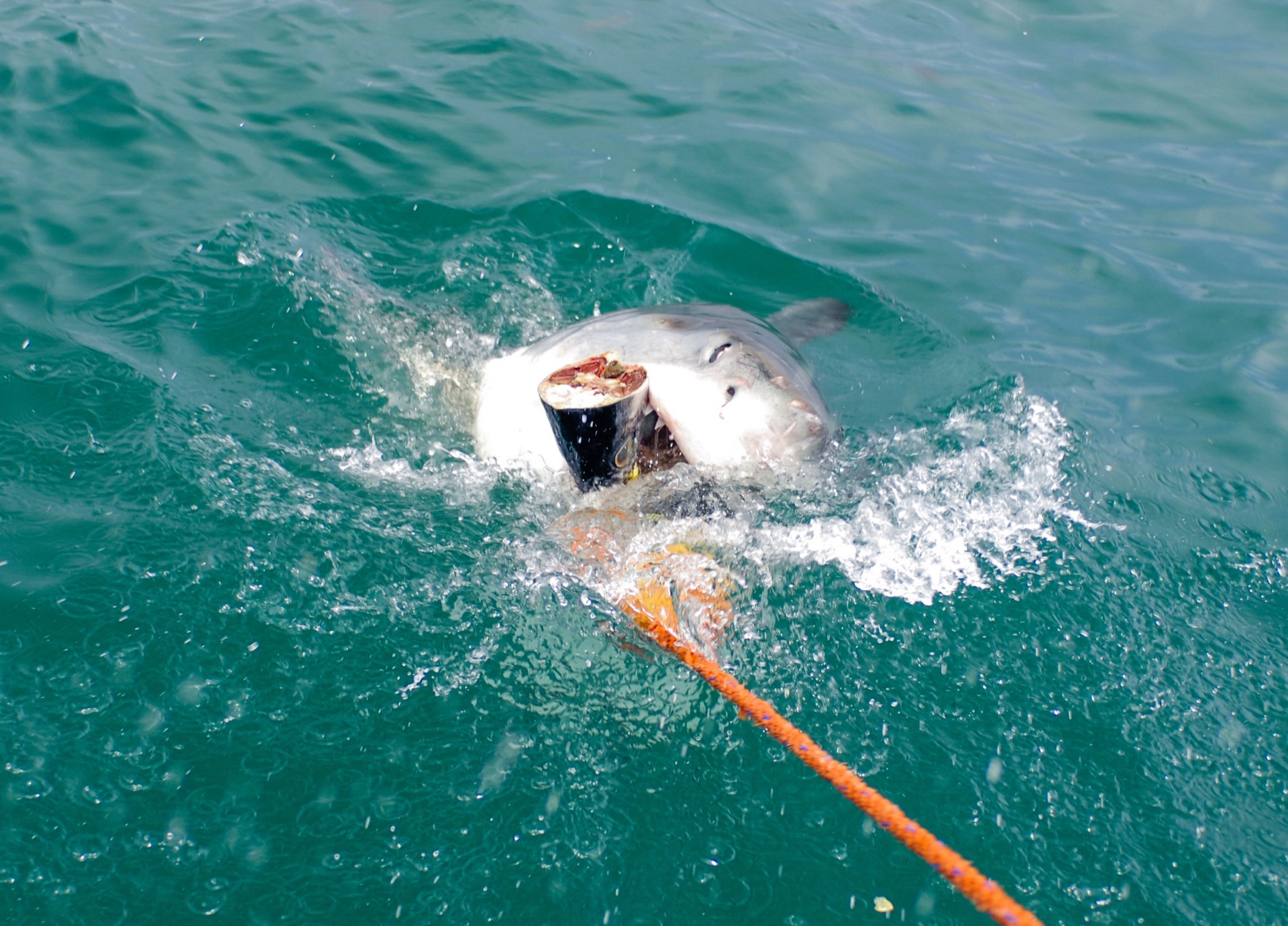 A great white shark — the species that draws regulated cage-diving tourism to South Australia's Neptune Islands