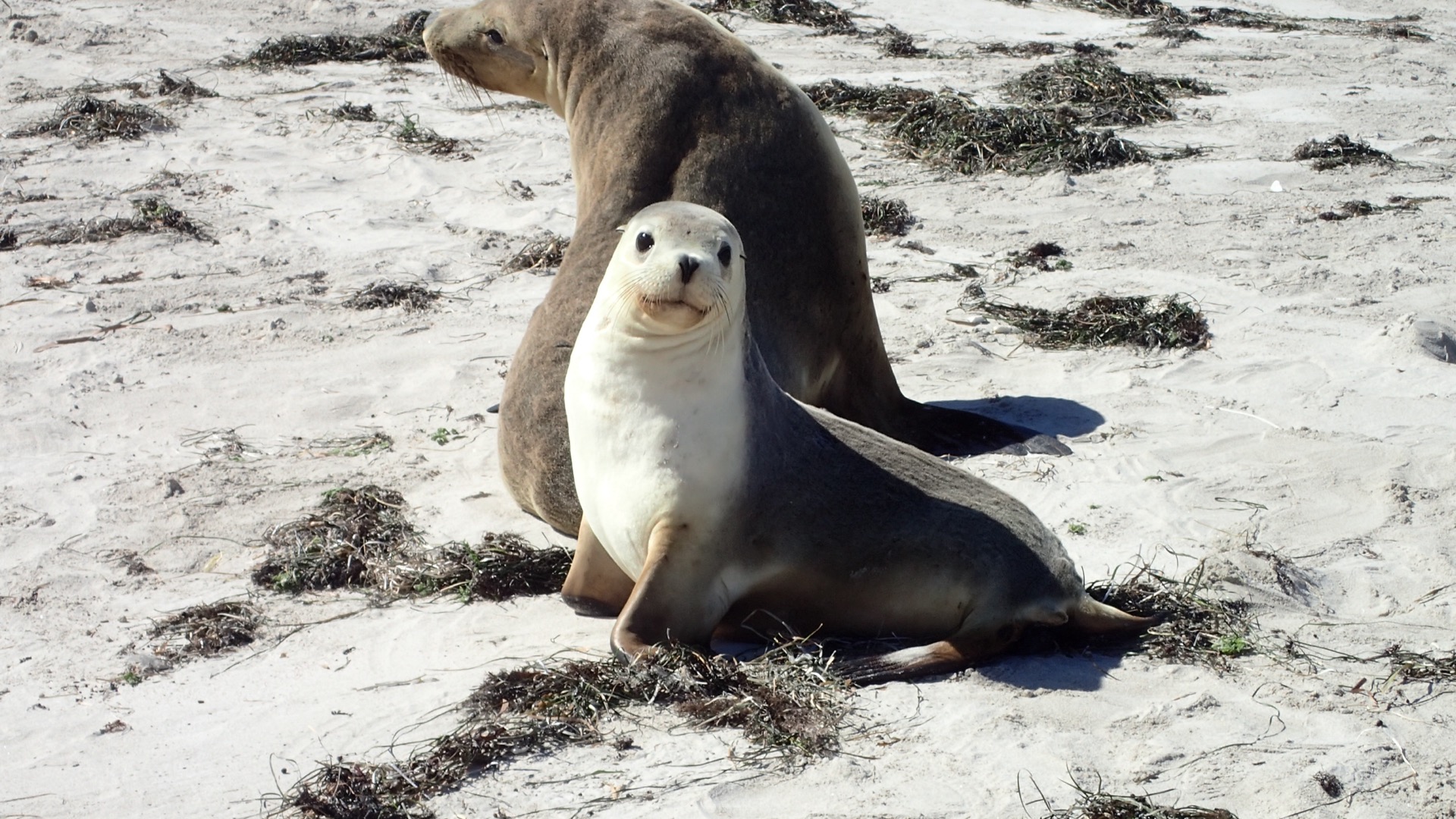 Australian sea lion mother and cub, Pearson Island, Investigator Group Conservation Park, South Australia, Australia